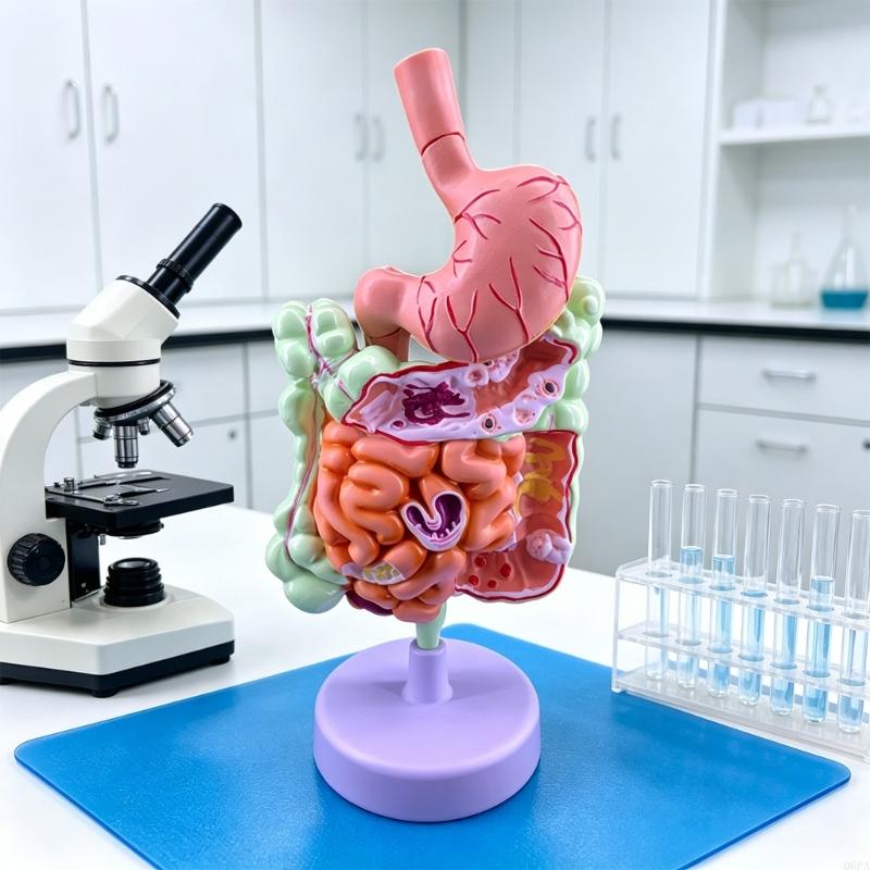 Q6PA 3D Pathologie-lesmodel, P - Medical Lab Observer recensie en prijs